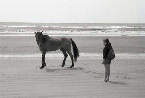 Лошадь на пляже